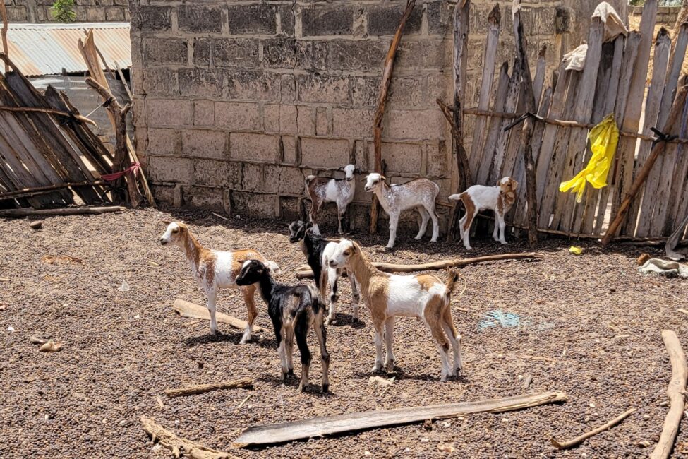 Some young goats in a pen in Senegal.